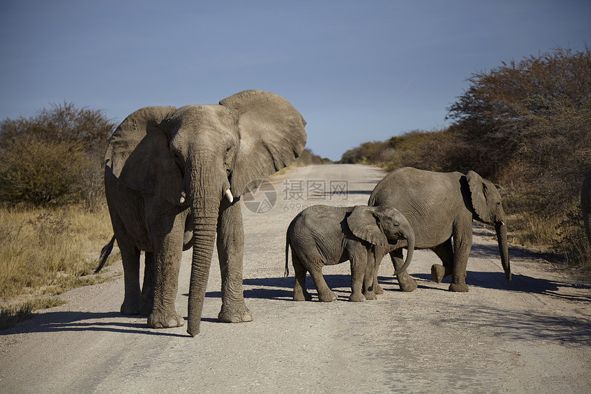 非洲草原上成群的大象图片