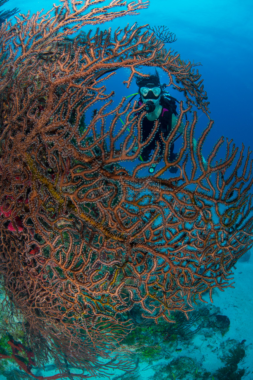 潜水员探索珊瑚礁墨西哥图片
