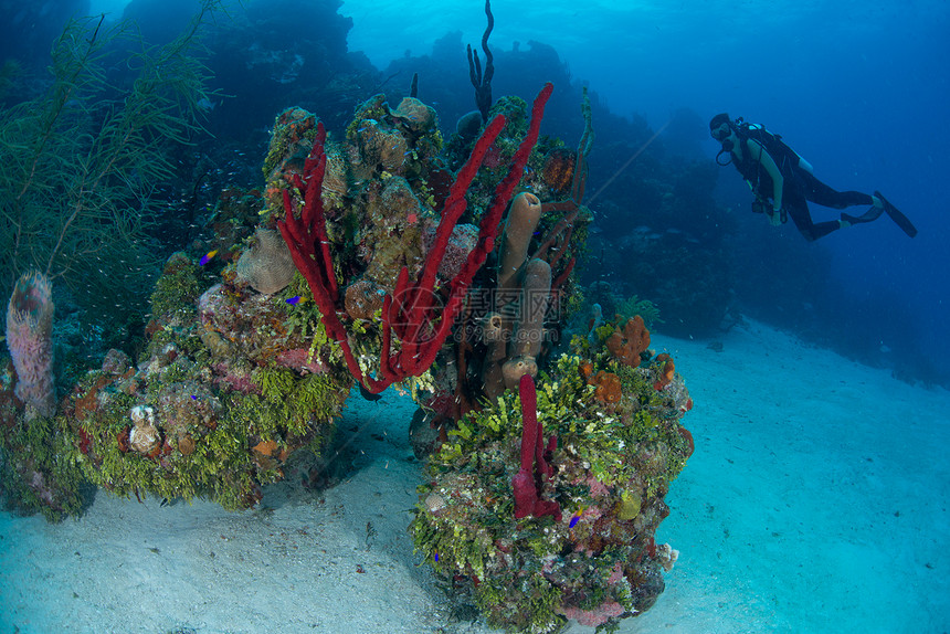 潜水员探索珊瑚礁墨西哥图片