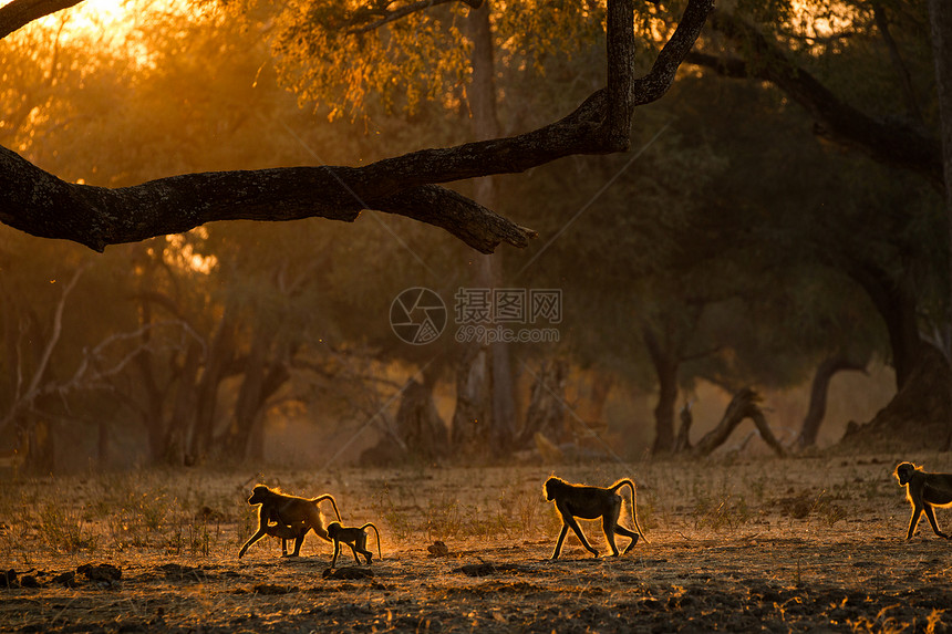 日落夕阳下野生狒狒群图片