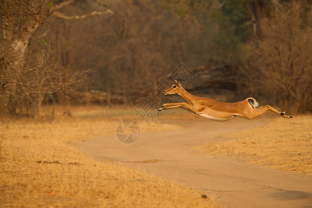 黑斑羚跳跃逃跑背景图片