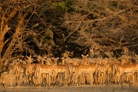 河边的黑斑羚群背景图片