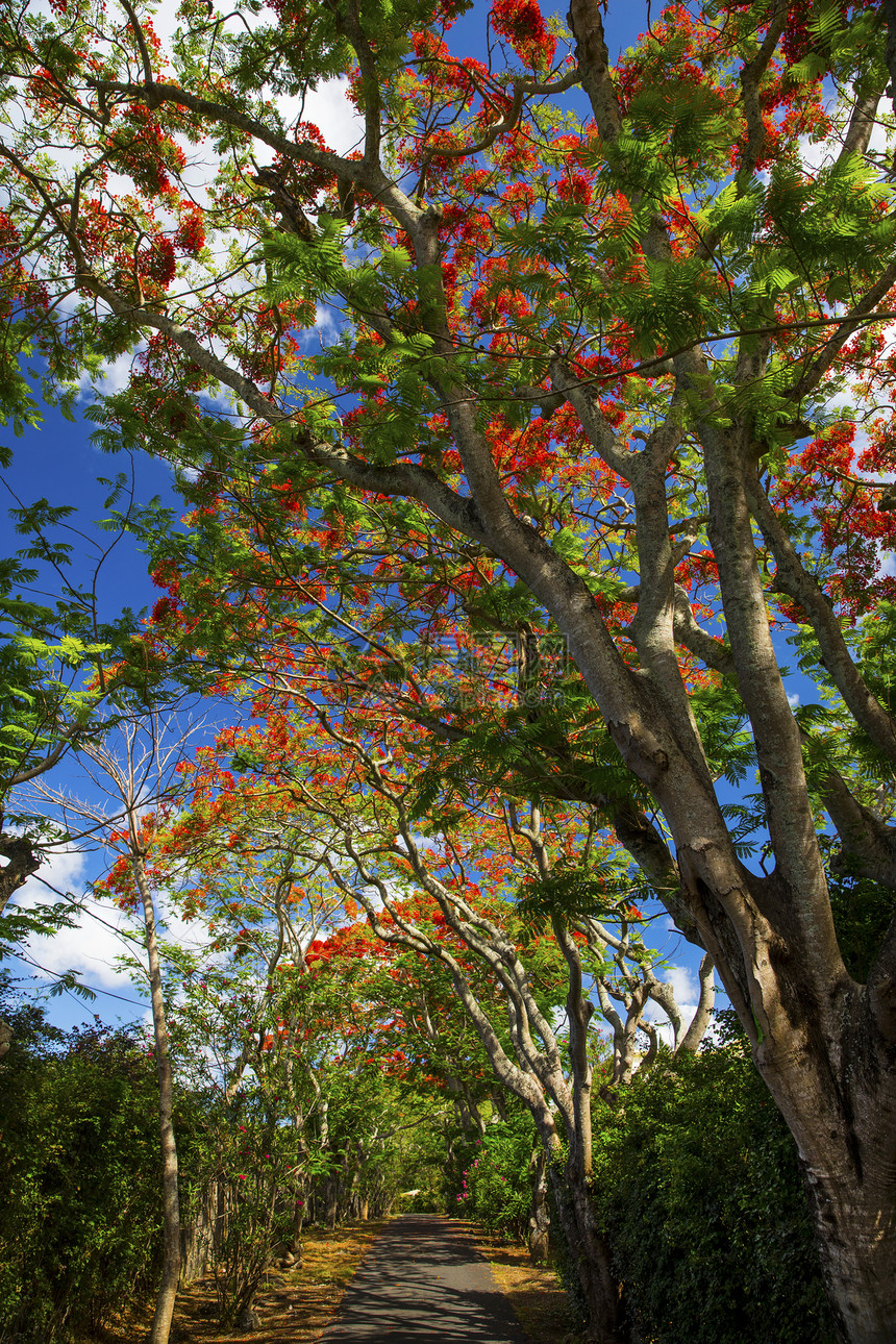 毛里求斯佩雷贝皇家树图片