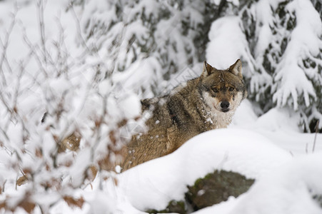冬天巴伐利亚森林公园的灰狼图片