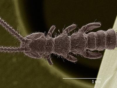 显微镜下的虫子图片