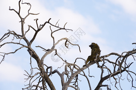 查克玛狒狒坐在博茨瓦纳乔贝公园萨武提沼泽的裸树上高清图片