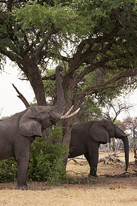 两只大象踢球khwai特许权动物高清图片