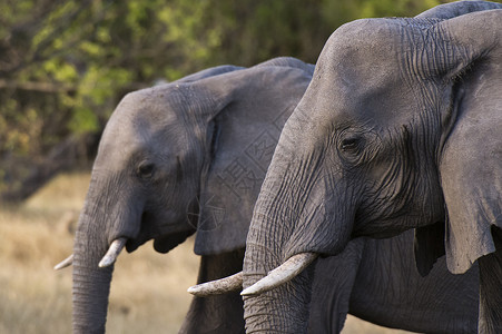 非洲大草原的大象图片