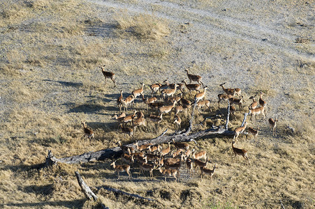 非洲大草原的羚羊群图片
