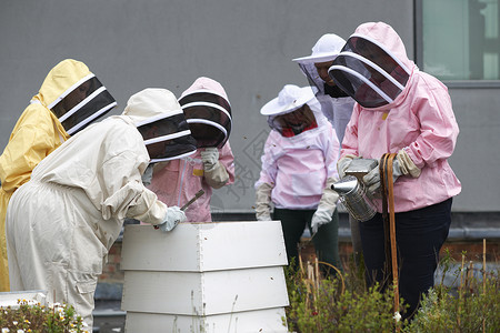 蜜蜂吸烟者检查蜂巢的养蜂人背景