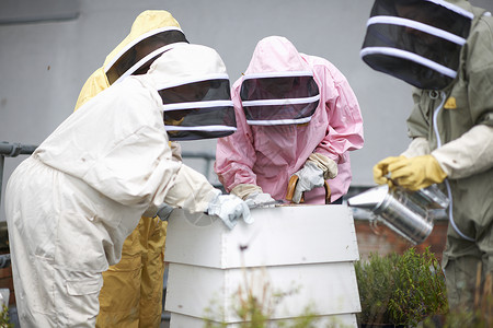 蜜蜂吸烟者检查蜂巢的养人背景