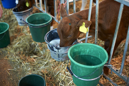 宠物洗护标签通过牛棚的栅栏喂牛背景