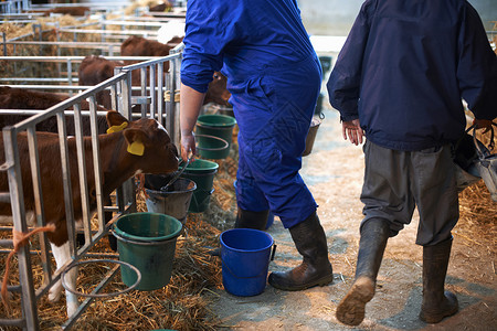 在牛棚中农场工人喂养小牛图片