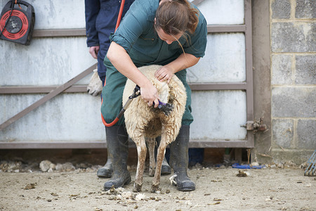 放羊人在农场剪羊毛背景图片