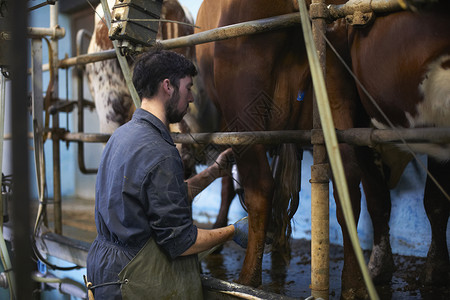 在奶牛农场用挤机的农民牛图片