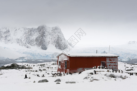 彼得曼岛南极洲小屋附近的企鹅背景