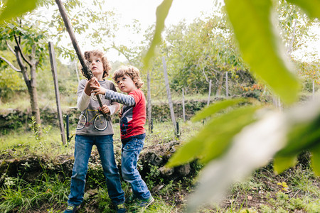 两个男孩在葡萄园林里戳花栗子树图片