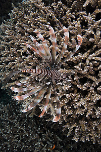 珊瑚上的海洋动物红埃及背景图片