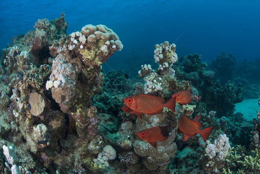 红海珊瑚鱼埃及马萨阿拉姆图片