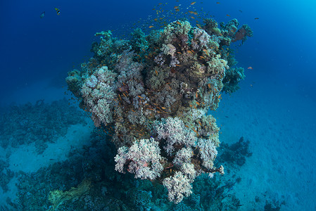 红海珊瑚鱼类学校埃及马萨阿拉姆红海图片