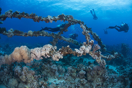 珊瑚覆盖的沉船旁的潜水者图片