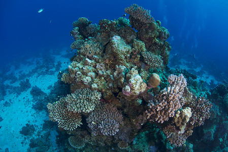 珊瑚红海马萨阿拉姆埃及图片