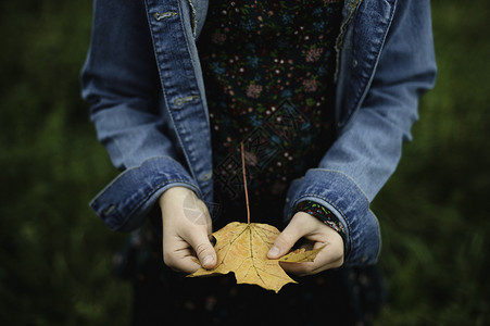 年轻女孩手拿黄色的树叶图片