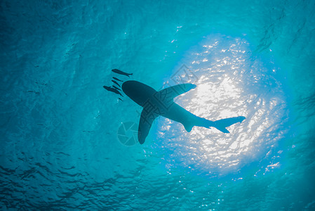 小鱼与海豚与小鱼游泳低角度视图水下埃及兄弟岛背景