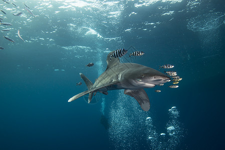 白鳍鲨与试点鱼游泳水下风景埃及兄弟岛背景