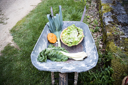 菜园小推车里新鲜的白菜生菜南瓜图片