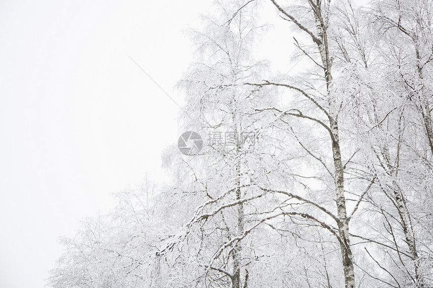 芬兰的雪地景观图片
