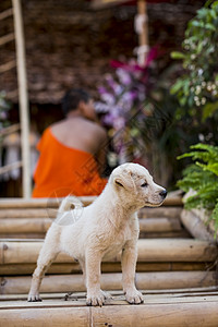 泰国清迈从楼梯上的可爱流浪狗背景图片