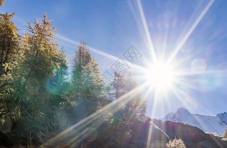 瑞士阿尔卑斯山太阳下的森林背景图片