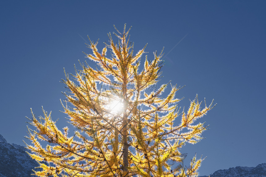瑞士阿尔卑斯山秋天的树图片