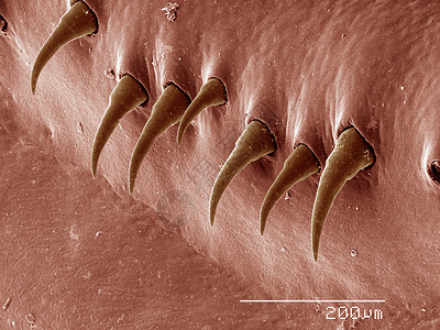 电子显微镜中成像的龙虾图片