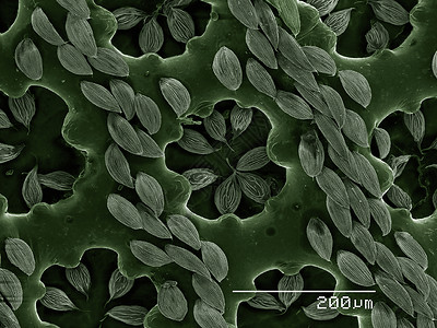 电子显微镜中成像的网纹甲虫图片