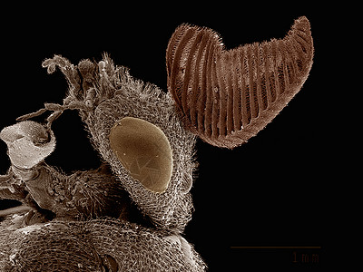 电子显微镜中成像的松锯蝇高清图片