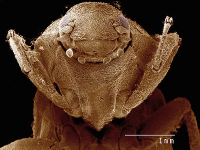 电子显微镜中成像的甲虫图片