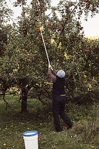 妇女从树上采摘苹果图片