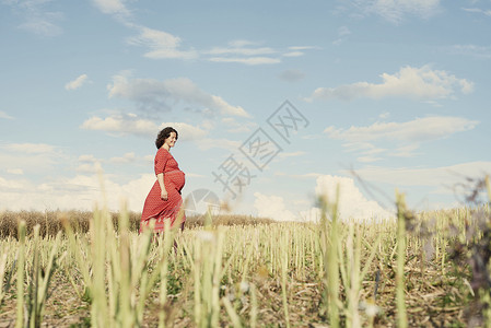 海布希特孕妇在小麦田散步背景