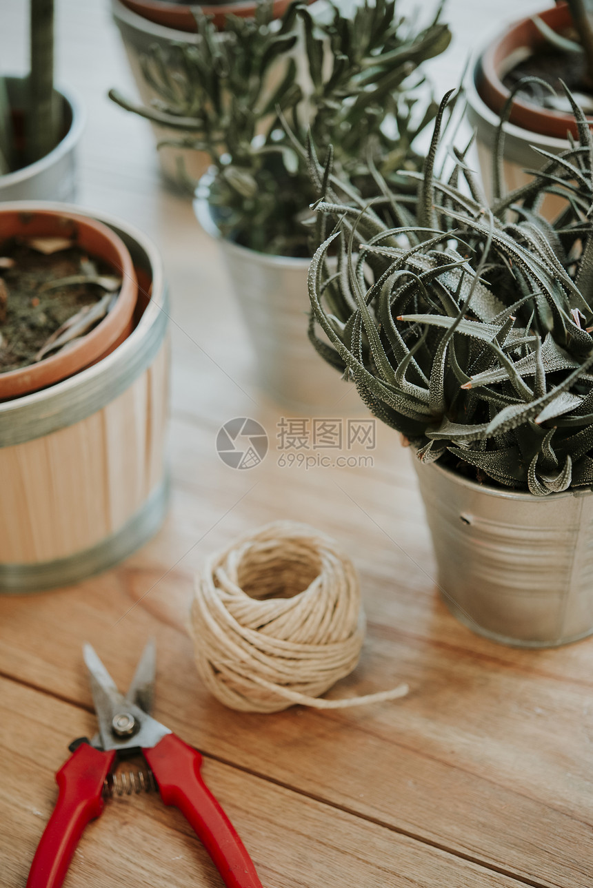 植物的静止生命飞食动物和弦球的静止生命图片