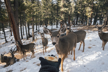 伸手拿着食物来引诱鹿的人科罗拉多州美国图片