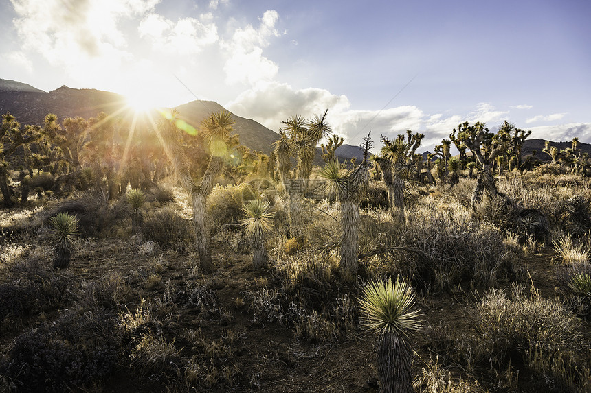 美国加利福尼亚州死谷公园风景与日光仙人掌图片