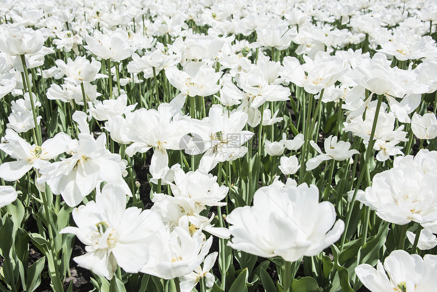 全框白色花朵图片