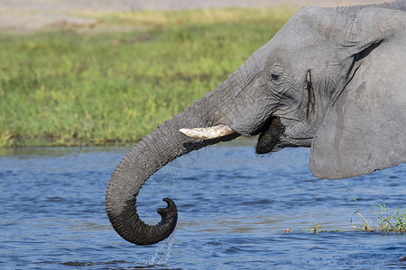 非洲大象在科瓦伊河奥卡万戈三角洲博茨瓦纳非洲图片