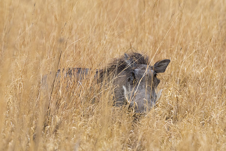 一只藏匿在长草中的非洲褐飞虱图片