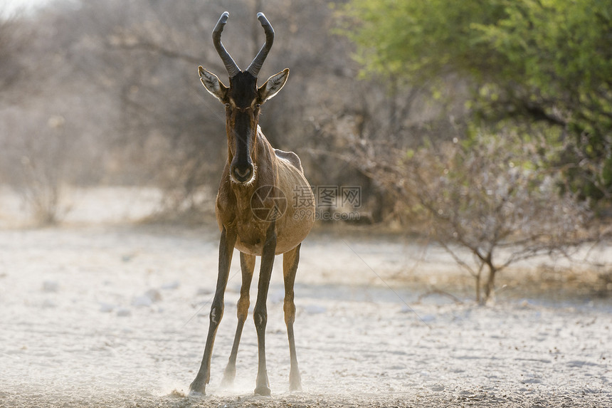 非洲博茨瓦纳卡拉哈里狷羚图片