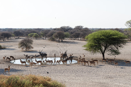 非洲卡拉哈里水边的动物图片