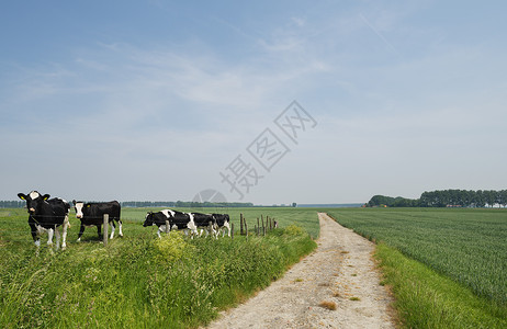 草原上的牛群高清图片