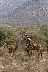 非洲草原的长颈鹿高清图片